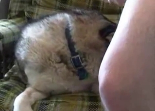 Sad dog gets a great handjob on cam
