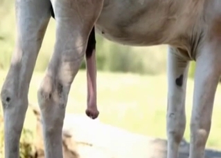 Horse with a massive cock flaunts it