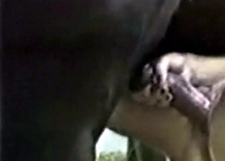 Stallion in the addictive farm bestiality