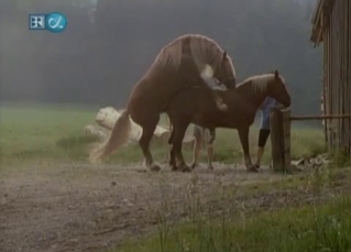 Amazing horse fucking shot with a hidden cam