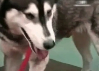 Northern doggy is giving a cunnilingus
