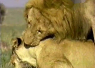 ionate lion fucked his horny gf from behind
